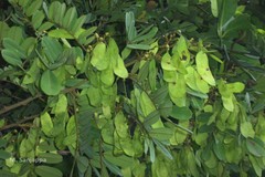 Dalbergia congesta